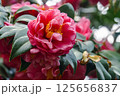 赤いツバキ 125656837
