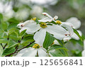 白いハナミズキ 125656841
