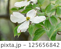 白いハナミズキ 125656842
