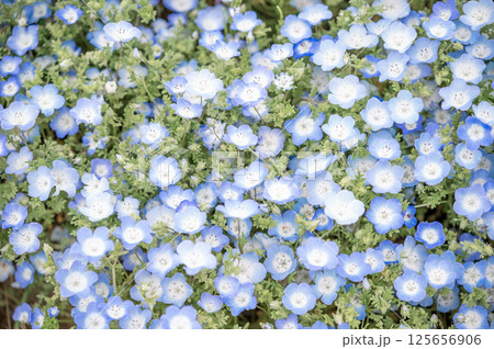 一面のネモフィラ畑 125656906