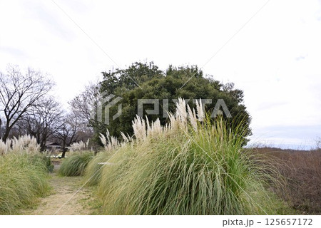 フラワーパーク江南のパンパスグラス フラワーパーク江南のパンパスグラス 125657172