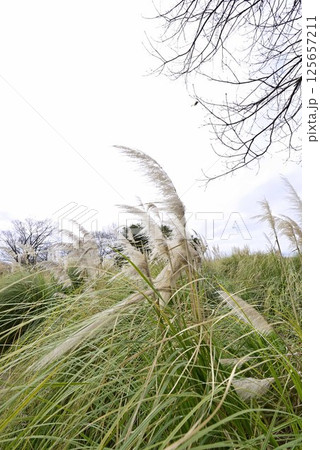 フラワーパーク江南のパンパスグラス 125657211