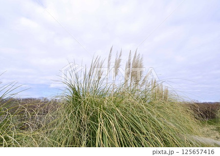 フラワーパーク江南のパンパスグラス 125657416