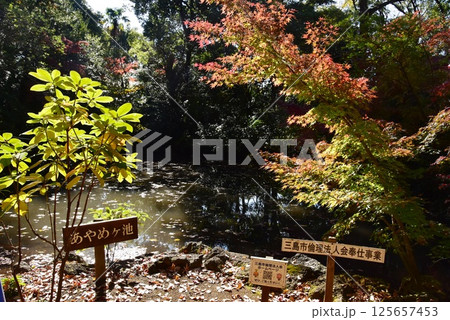 静岡県 三島市立公園楽寿園のあやめヶ池と紅葉 静岡県 三島市立公園楽寿園のあやめヶ池と紅葉 125657453
