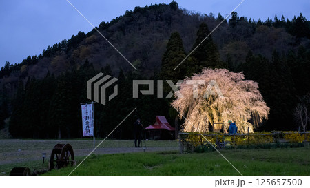黄昏時のおしら様 ライトアップされる枝垂れ桜 秋田県 黄昏時のおしら様 ライトアップされる枝垂れ桜 秋田県 125657500