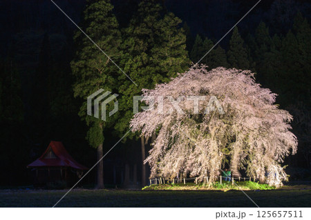 幻想的な夜　おしら様枝垂れ桜のライトアップ　秋田県 125657511