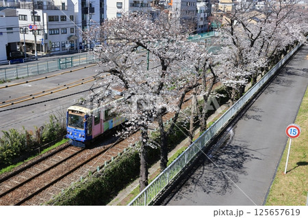 桜並木の下を走る都電荒川線の電車 桜並木の下を走る都電荒川線の電車 125657619