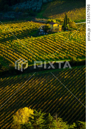 Vineyard landscape with rows of grapevines and rustic farmhouse in autumn light 125657998