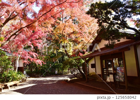 静岡県 三島市立公園楽寿園の楽寿館と紅葉 静岡県 三島市立公園楽寿園の楽寿館と紅葉 125658042