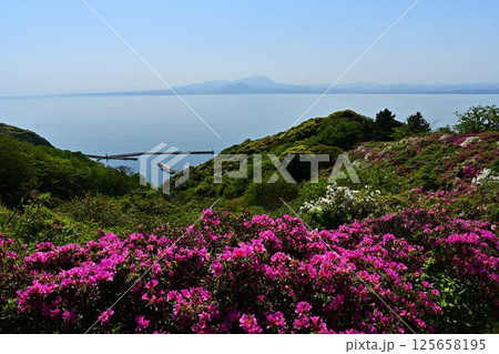 ツツジ咲く、海越しに見る大山 125658195