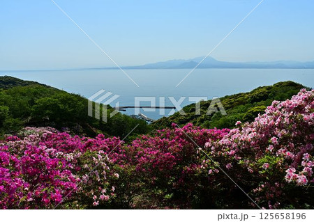 ツツジ咲く、海越しに見る大山 125658196