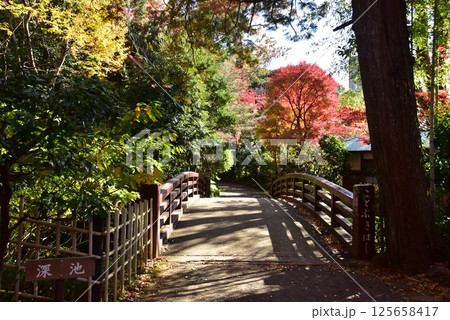静岡県　三島市立公園楽寿園のことぶき橋と紅葉 125658417