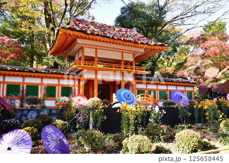 静岡県　三島市立公園楽寿園の菊まつり 125658445