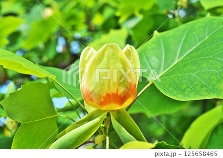 黄色とオレンジ色の交じったユリノキの花(春、五月) 黄色とオレンジ色の交じったユリノキの花(春、五月) 125658465