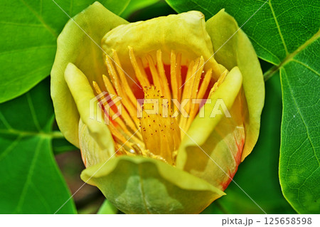 上から見たユリノキの花（春、五月） 125658598