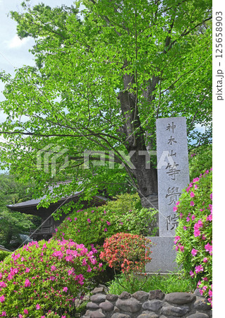 川崎市等覚院とつつじ 125658903