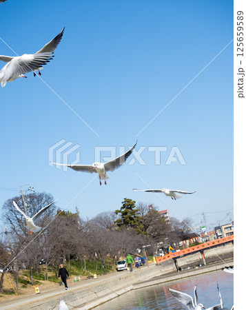 天王川公園のユリカモメ 125659589
