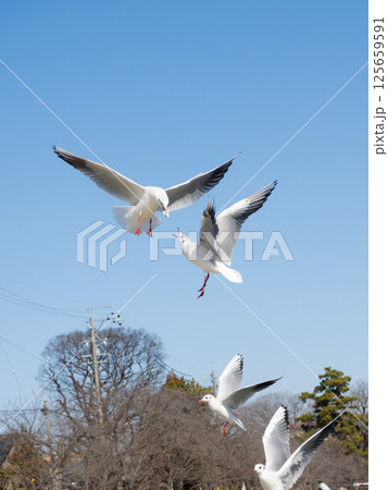 天王川公園のユリカモメ 125659591