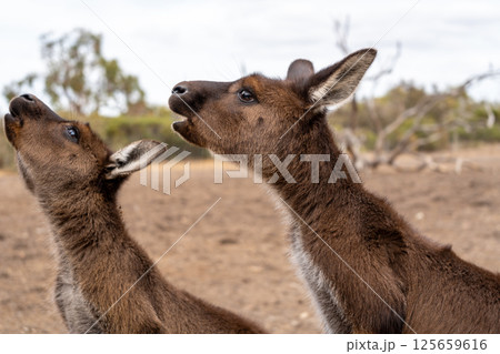 Kangaroos standing on dry ground on Kangaroo Island, Australia 125659616