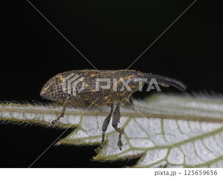 キスジアシナガゾウムシ 125659656