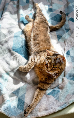 relaxed tabby striped cat with green eyes stretching out lazily on a cozy patterned blanket, basking in the sunlight, observing the surroundings with calm and curious expression relaxed tabby striped cat with green eyes stretching out lazily on a cozy patterned blanket, basking in the sunlight, observing the surroundings with calm and curious expression 125659771