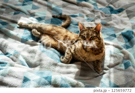 beige tabby cat lounging comfortably on a blue and gray blanket, partially sitting up and gazing at the camera. Warm light ,peaceful, homely scene, pet love and care, domestic animals beige tabby cat lounging comfortably on a blue and gray blanket, partially sitting up and gazing at the camera. Warm light ,peaceful, homely scene, pet love and care, domestic animals 125659772