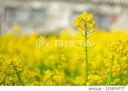 菜の花畑 125659777