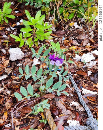 ハマエンドウ ハマエンドウ 125660144