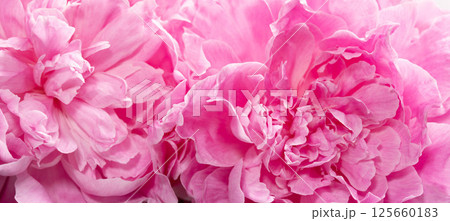 Close up of blooming peony petals in rich pink tonesImage may be use for spa ads, Soft light. Close up of blooming peony petals in rich pink tonesImage may be use for spa ads, Soft light. 125660183