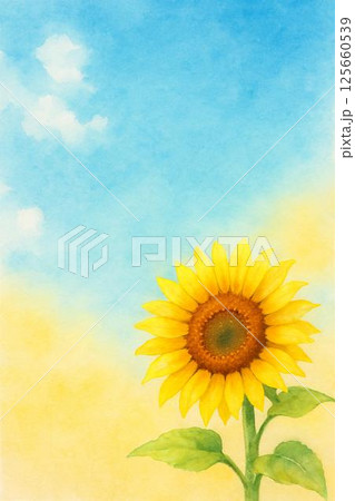 ひまわり 125660539