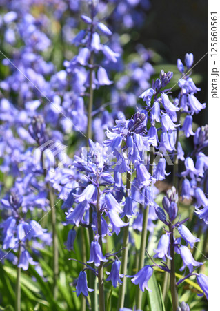 ツリガネズイセン（釣鐘水仙） 125660561