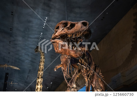 恐竜　化石 125660730