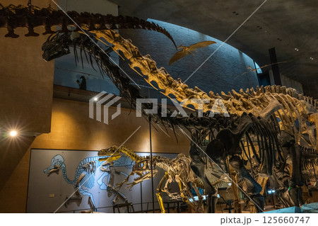 恐竜 化石 恐竜 化石 125660747