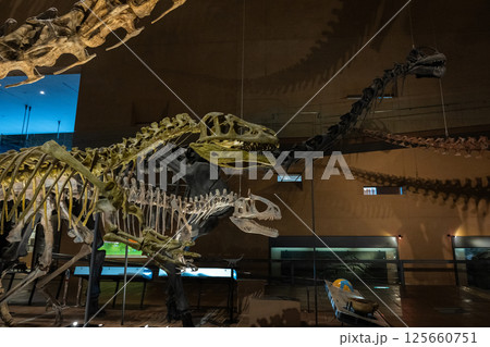 恐竜 化石 恐竜 化石 125660751