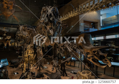 恐竜　化石 125660757