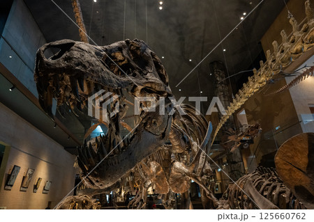 恐竜　化石 125660762