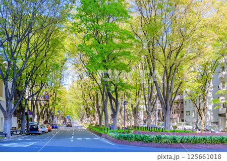 新緑の杜の都仙台を歩く 125661018