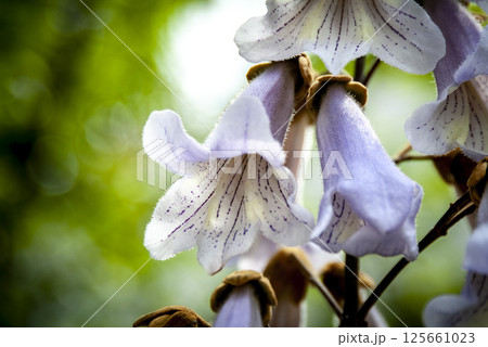 キリの花 125661023