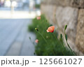 街のナガミヒナゲシ 125661027