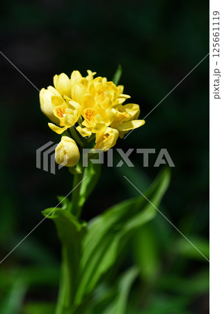 林床に黄色く咲くキンラン 125661119