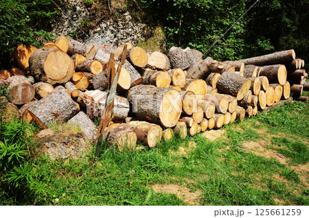 A pile of felled logs in the woods 125661259