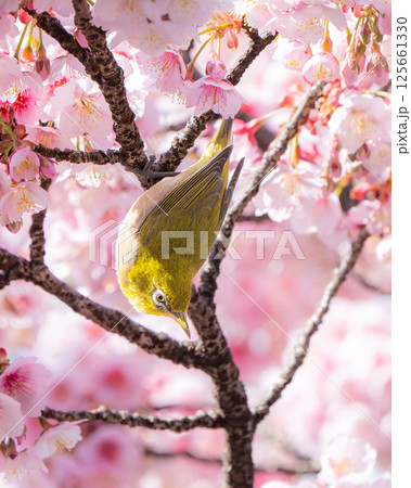 【両国橋東公園】桜の枝に止まるメジロ【カンザクラ】 【両国橋東公園】桜の枝に止まるメジロ【カンザクラ】 125661330