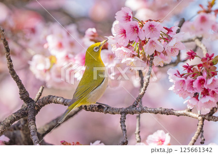 【両国橋東公園】桜の枝に止まるメジロ【カンザクラ】 【両国橋東公園】桜の枝に止まるメジロ【カンザクラ】 125661342