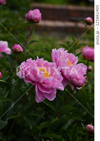 ピンク色のシャクヤク 125661405