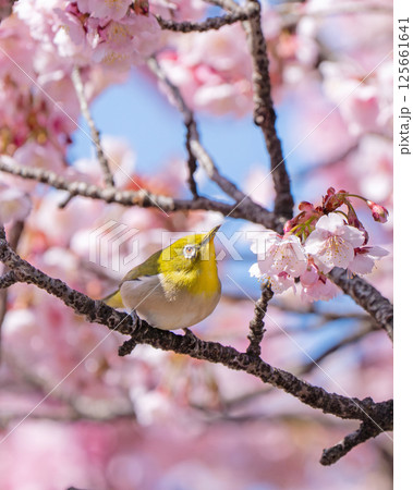 【両国橋東公園】桜の枝に止まるメジロ【カンザクラ】 【両国橋東公園】桜の枝に止まるメジロ【カンザクラ】 125661641