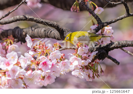 【両国橋東公園】桜の枝に止まるメジロ【カンザクラ】 125661647