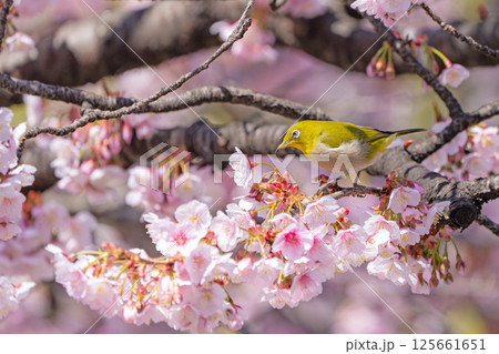 【両国橋東公園】桜の枝に止まるメジロ【カンザクラ】 【両国橋東公園】桜の枝に止まるメジロ【カンザクラ】 125661651