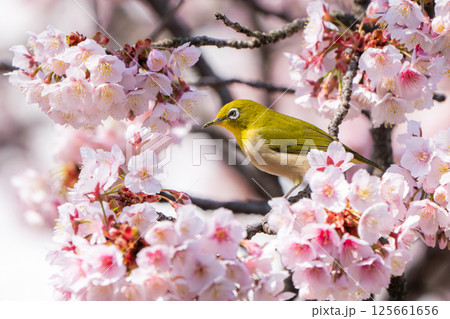 【両国橋東公園】桜の枝に止まるメジロ【カンザクラ】 125661656
