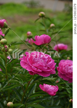 ピンク色のシャクヤク 125661879