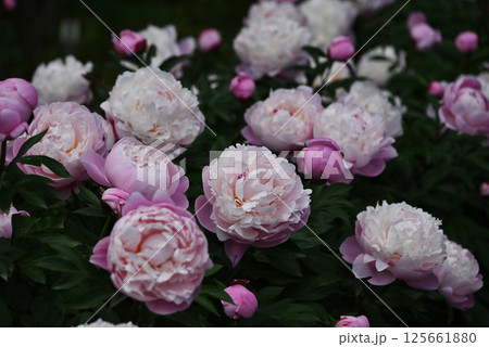 ピンク色のシャクヤク 125661880